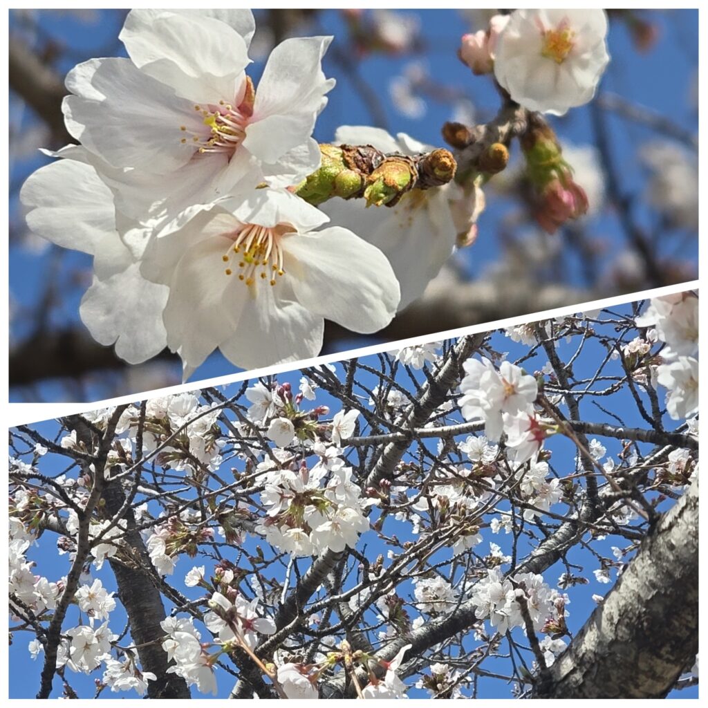 桜 マイティは日曜日満開かなぁ～❗(^^)/