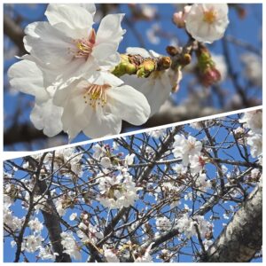 桜 マイティは日曜日満開かなぁ～❗(^^)/