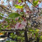 4.20 春ののんびりツーリング＆クラシックカーフェス！　ルート決定！ 7：30 ローソン京都高雄店 出発 ※時間厳守でお願いします！ 8：20 美山ふれあい広場 着 9：10 道の駅 和 着 10：30 舞鶴赤レンガパーク着 ※到着後の予定＝それは秘密です！？ 全行程 約100km（道中GSありますが､満タンでのご参加お願いします。） ※当日までに各自てるてる坊主の作製よろしく！(^^)/ ※参加ご希望の方は､マイティドッグ鈴木まで！ ※写真はこれからが葉桜本番､本日のマイティです。