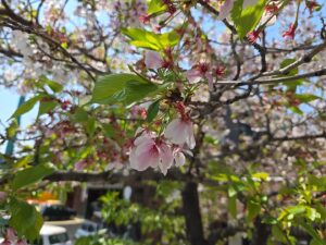 4.20 春ののんびりツーリング＆クラシックカーフェス！　ルート決定！ 7：30 ローソン京都高雄店 出発 ※時間厳守でお願いします！ 8：20 美山ふれあい広場 着 9：10 道の駅 和 着 10：30 舞鶴赤レンガパーク着 ※到着後の予定＝それは秘密です！？ 全行程 約100km（道中GSありますが､満タンでのご参加お願いします。） ※当日までに各自てるてる坊主の作製よろしく！(^^)/ ※参加ご希望の方は､マイティドッグ鈴木まで！ ※写真はこれからが葉桜本番､本日のマイティです。