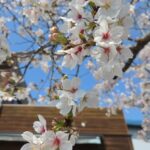 お休みのお知らせ 明日4月5日(日)はTeam YAMAMOTO ClassicCar festival 参加のため、お休みさせていただきます。 丹波のお山の桜は、きっと満開です!(^^)/ お時間のある方は、是非会場の丹波ワインまで!