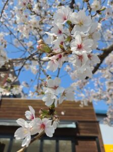 お休みのお知らせ 明日4月5日（日）はTeam YAMAMOTO ClassicCar festival 参加のため、お休みさせていただきます。 丹波のお山の桜は、きっと満開です！(^^)/ お時間のある方は、是非会場の丹波ワインまで！